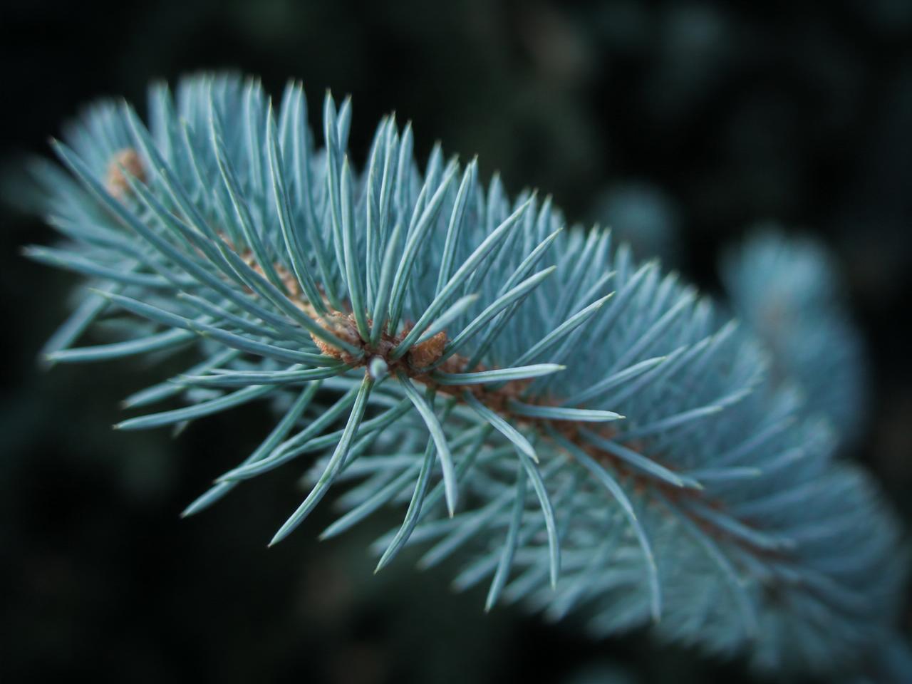 Nahaufnahme eines Blaufichten-Zweigs mit steifen, spitzen, silbrig-blauen Nadeln, die strahlenförmig um den Zweig abstehen