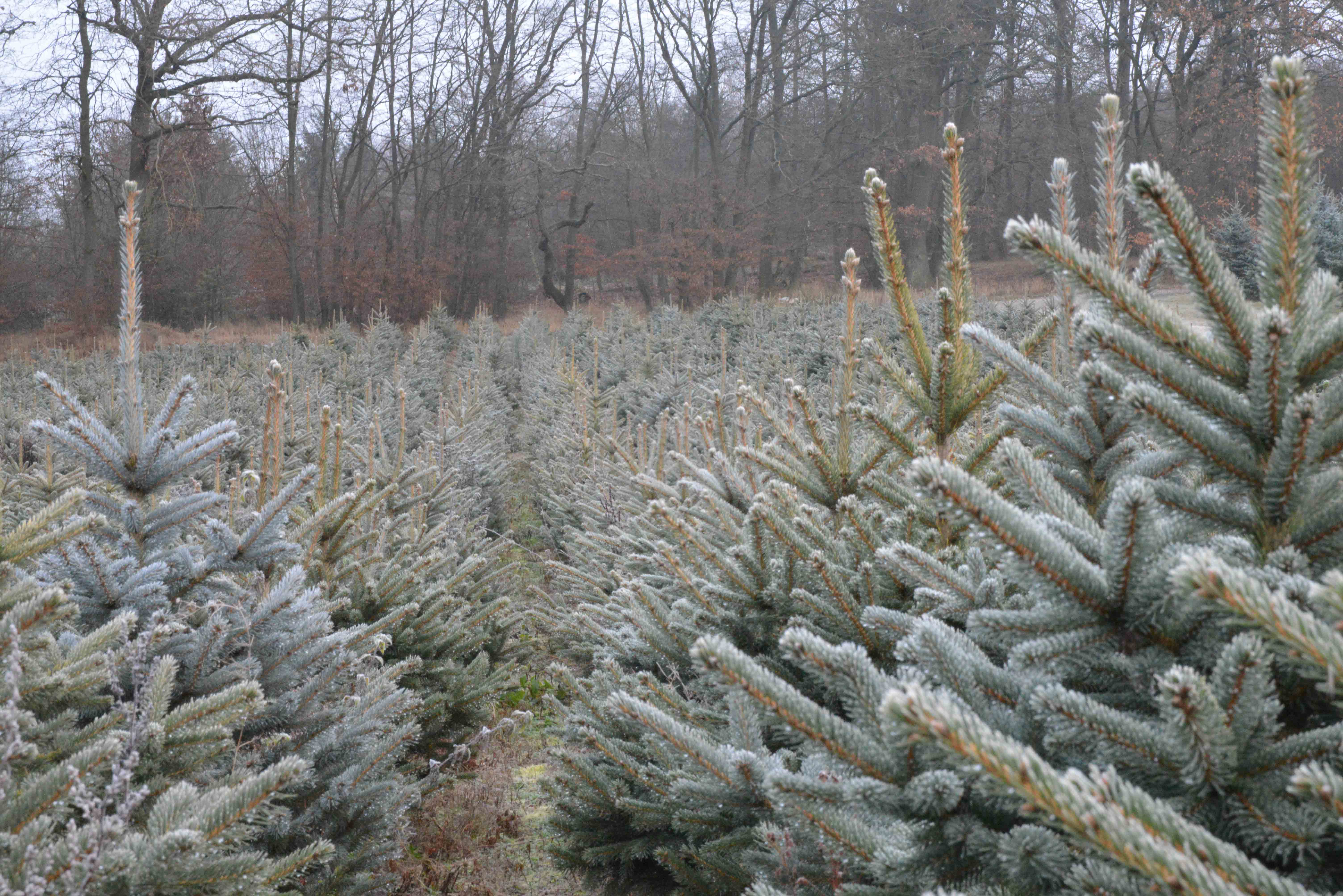 Junge Weihnachtsbäume in Reihen in unserer Kultur im Taunus