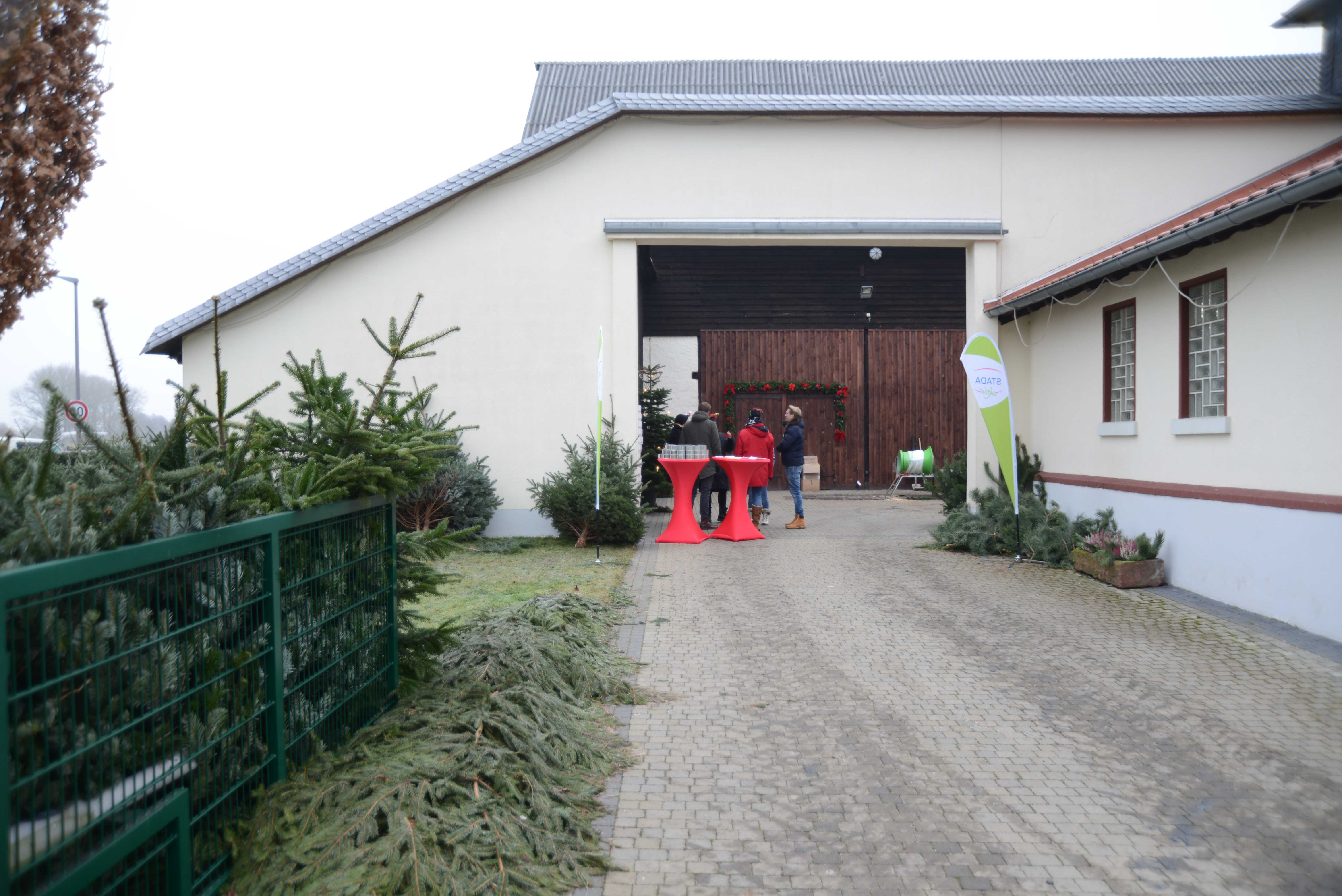 Winterliche Weihnachtsbaumkultur mit Raureif