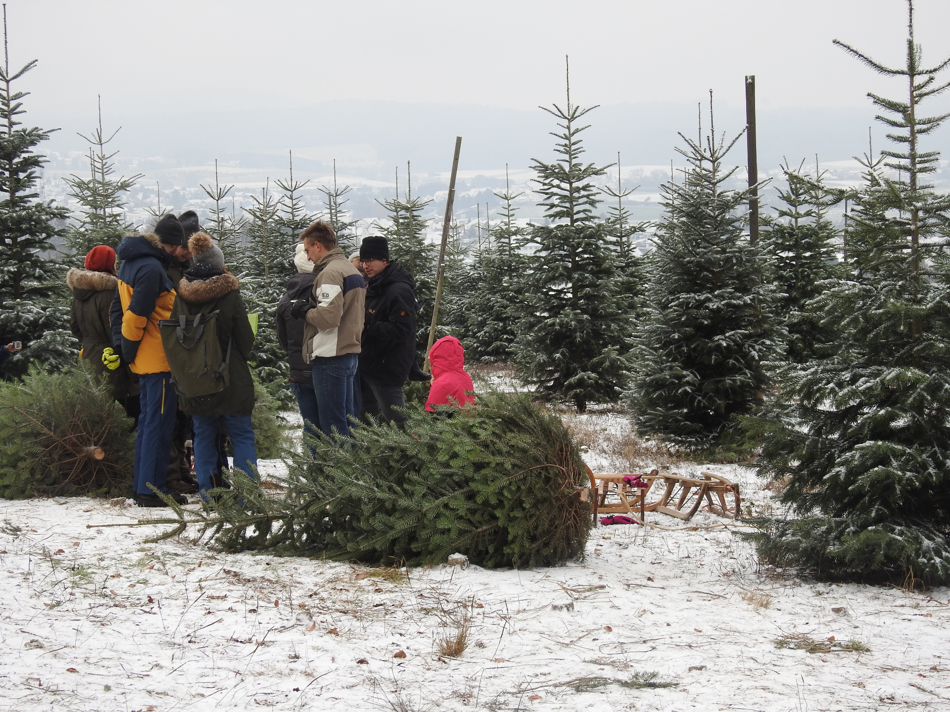 Besucher beim Selbersägen in der verschneiten Plantage